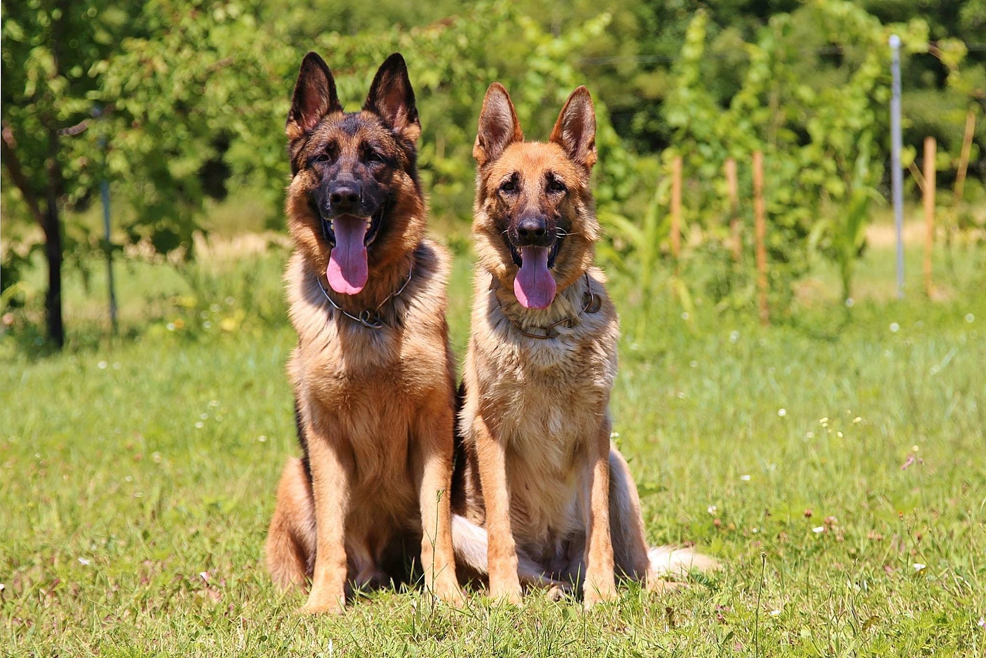 German shepherd male store dog